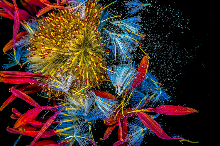 A Touch of Hand: Alternative Processes in Photography | City of